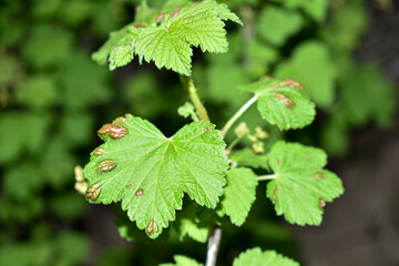 currant bushes in the garden