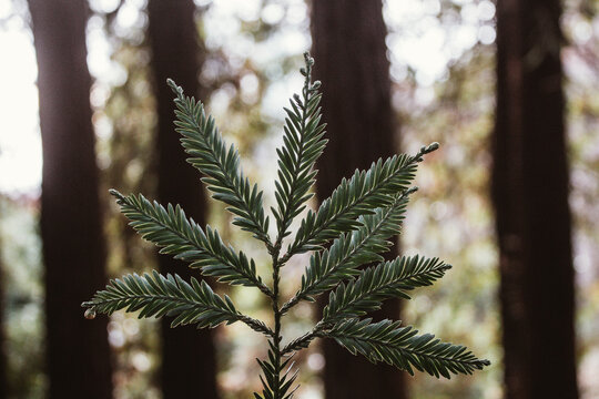 Close-up Shot Of A Sequoia Leaf On A Forest Background