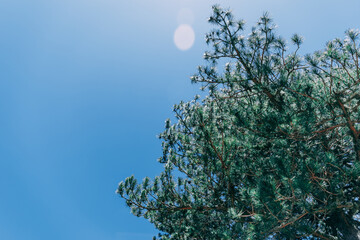 Pine Tree against blue sky