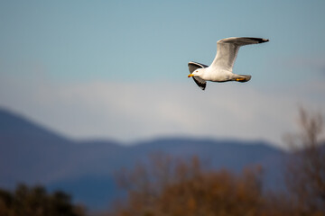 Gaviota Patiamarilla en vuelo