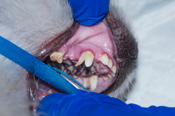 A  tartar/calculus dental in the dog on the corner teeth. The problem of temporary teeth is not in...