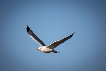 Gaviota Patiamarilla en vuelo