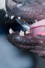 Obraz premium Dog with double fangs. Permanent and temporary teeth at the same time. Close up.