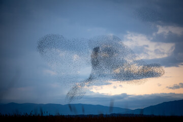Danza de una bandada de estorninos en vuelo