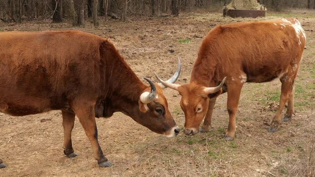 Two beautiful brown Texas Longhorn beef cattle cows appear to communicate with their heads close together. Handheld clip.