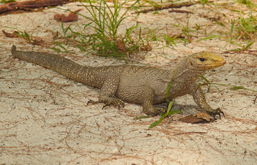 A large lizard monitor lizard moves on the sand. Life in the wild. Lizard in the park of Thailand. For wallpaper, background and postcards.
