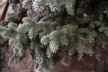 Frosted spruce branch in the city park