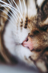 Close sur le nez rose d'un petit chat tigré - Nez de chat mignon