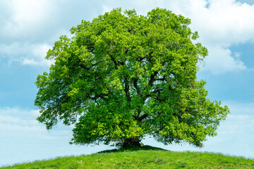 Obraz premium Waldbaden und Entspannung für Körper, Geist und Seele