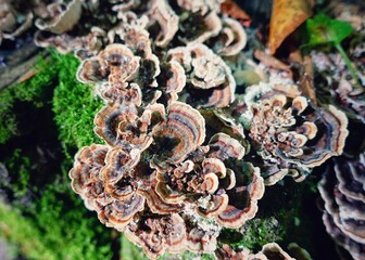 Forest mushrooms Trametes versicolor grow on a fallen tree