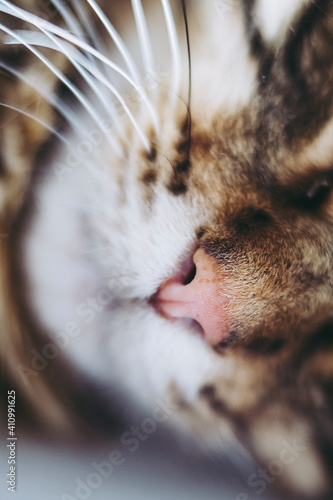 Close Sur Le Nez Rose D Un Petit Chat Tigre Nez De Chat Mignon Wall Mural Picsart Close Sur Le Nez Rose D Un Petit Chat Tigre Nez De Chat Mignon Wall Mural Picsart