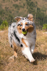 blue merle Australian shepherd dog running  on the meadow with a tennis ball in his mouth in piedmont
