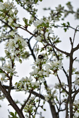 apple blossoms in early spring