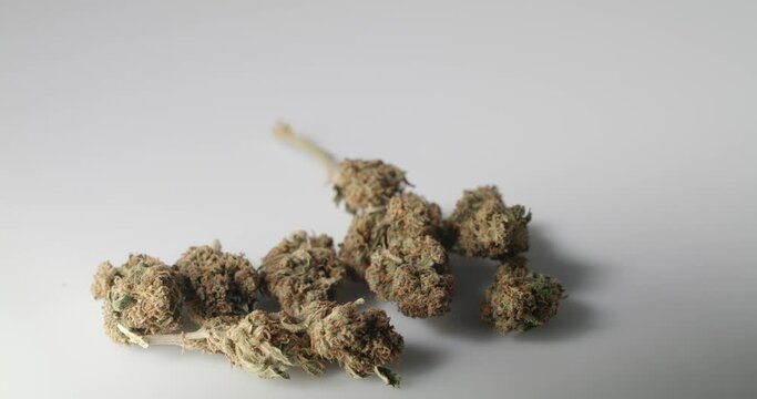 Weed Bud with stem on white background. natural medicine with cbd content. Cannabis Flower isolated