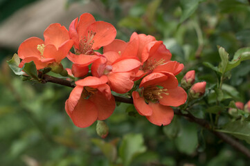 Red quince buds.