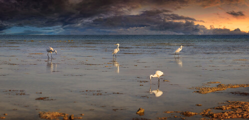 Reiher am Sandstrand bei Sonnenuntergang, Marsa Alam, &Auml;gypten 