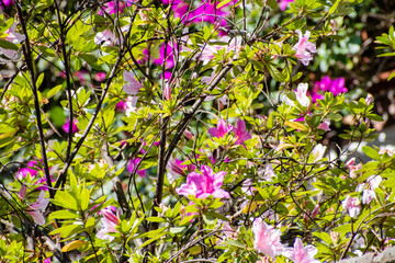 Obraz premium Close-up of beautiful purple flowers and plants with blurry background
