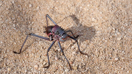 Tiere, Insekten