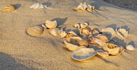 Muschel am Sandstrand von Marsa Alam