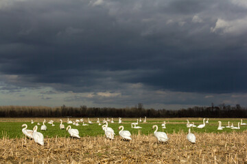 Mute swan flock feeding in the harvested field in winter, Cygnus olor flock in the fields resting with dark clouds and dramatic sky before the rain