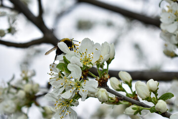 apple blossoms in early spring