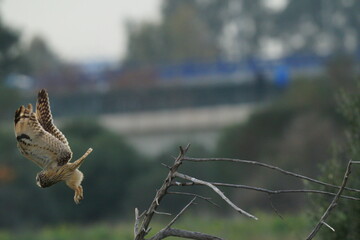 Short-eared Owl