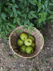 Cesta de manzanas verdes en el césped