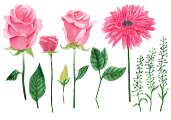 Set of watercolor pink roses, gerbera, buds, green leaves, decorative grass