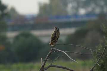 Short-eared Owl
