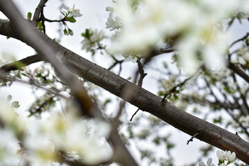 apple blossoms in early spring