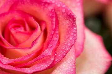 Pink rose flower with water drops. Water drops on rose. Flower background