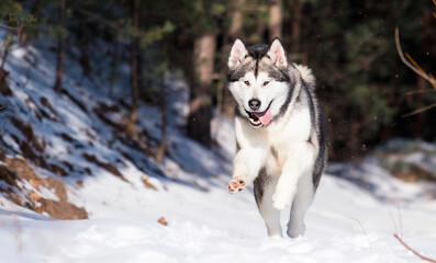 Alaskan Malamute dog in winter forest
