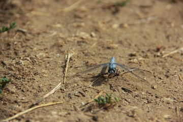 Dragonfly on the groud