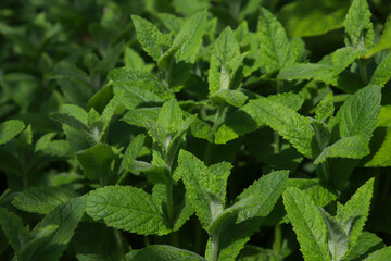 Fresh organic mint in the garden. Herb garden.