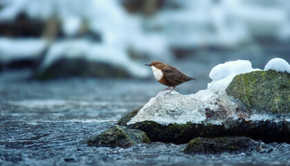 The white throated dipper Cinclus cinclus sitting on a stone and looking for food in winter.