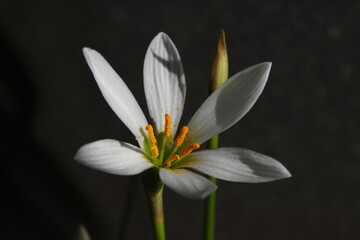 white flower on black