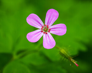 Fototapeta premium Delicate Pink Herb Robert flower in detail on a green background shown in a close up view