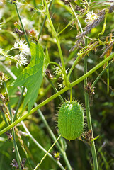 Echinocystis lobe or spiny lobe