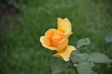 Close-up view of a yellow rose with green leaves inside the garden. Other rose buds that appear blurred in the background. The shadows between the petals of the flower.