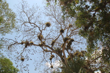 tree branches against sky