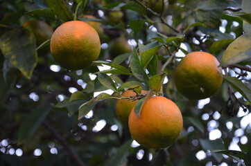Unripe oranges on the orange tree. Raw oranges hanging from the branch.