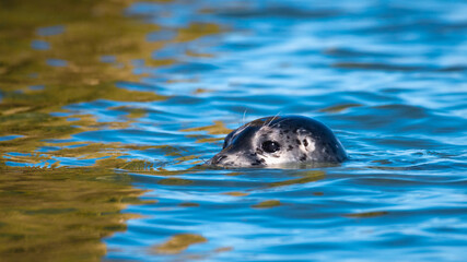 Naklejka premium Seal pup keeping head just above colorful salt water along the Everett shoreline in western Washington State