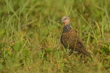 Spotted Dove - Spilopelia chinensis, common beautiful dove from Southeast Asian forests and gardens, Thailand.