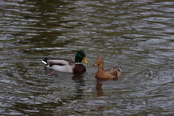 Das heftige Liebesleben der Enten