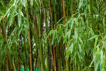 beautiful, fresh, natural, green bamboo thickets in the subtropics on a good day