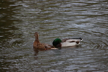 Das heftige Liebesleben der Enten