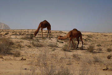 camel in the desert