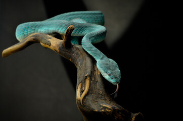 blue Insularis on a tree