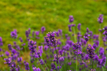 lavender flowers on the background of a green lawn.