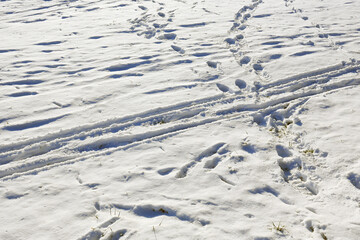 Prints and tracks in the snow on the field